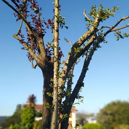 Apartment Aldeia Da Graca